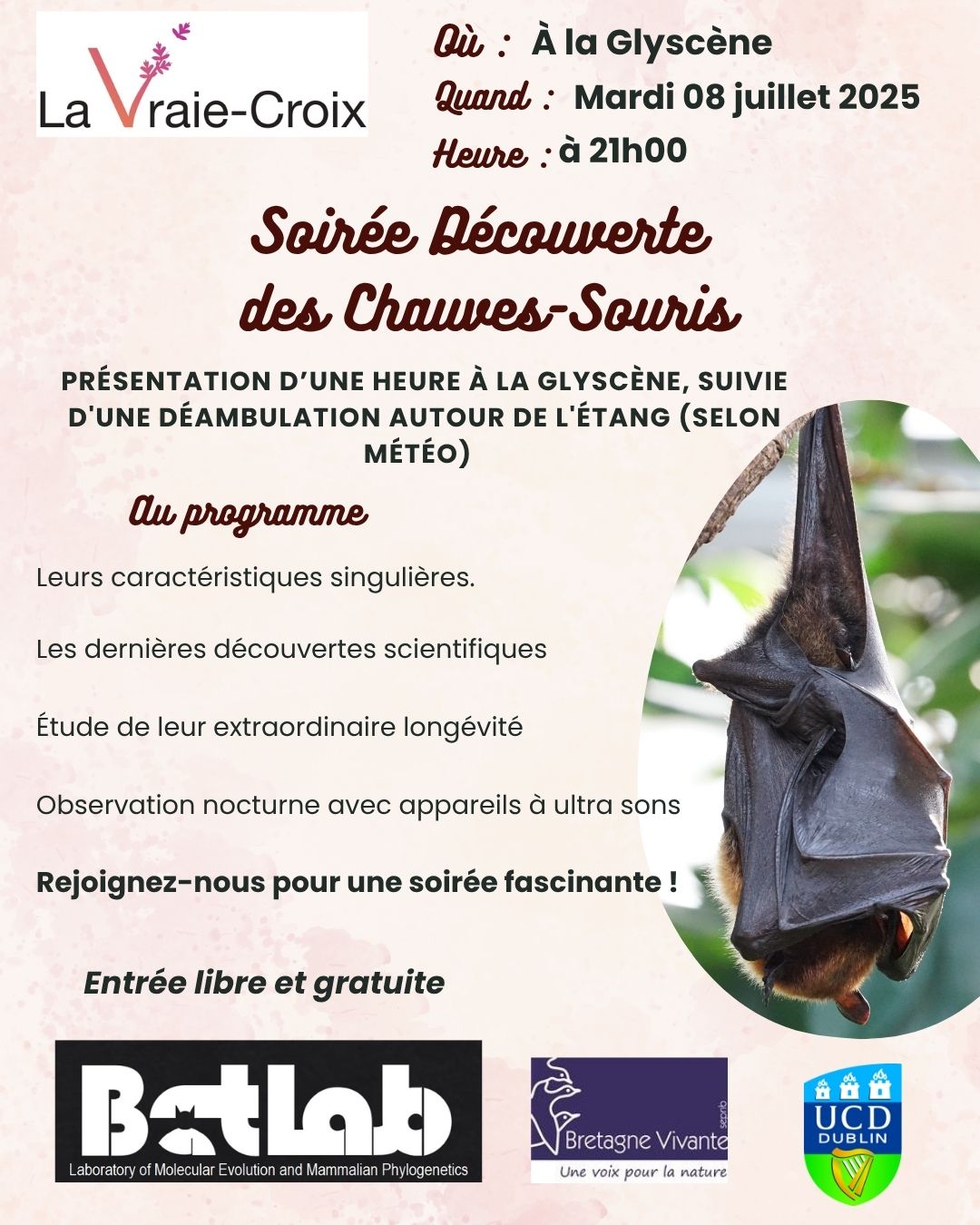 soirée chauve souris